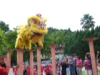 CNY Acrobatic Lion Dance